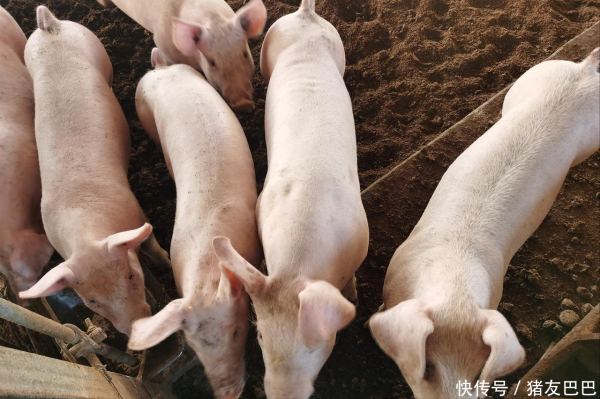 5月9日生猪行情：9跌6涨！生猪供需“紧平衡”，猪价陷入“泥潭”！