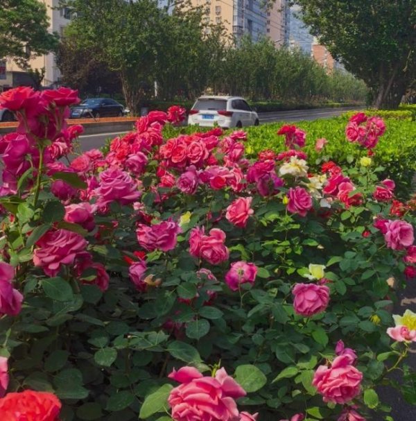 遇见“一路繁花”，北京月季进入盛花期