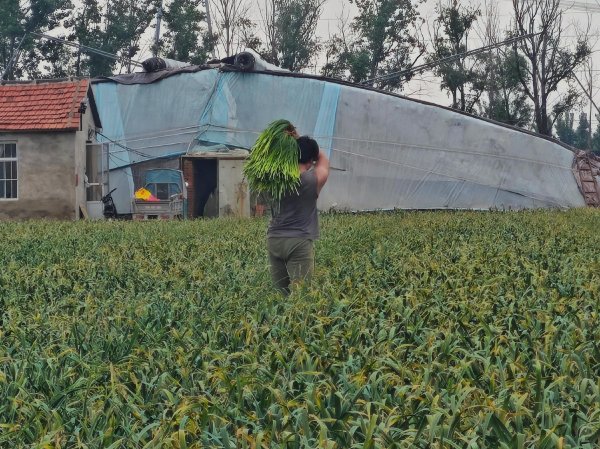 菜农喊话全网“免费抽蒜薹”之后
