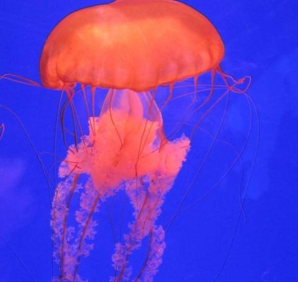 深圳海边的“粉色精灵”究竟是谁 美丽背后的生态警报