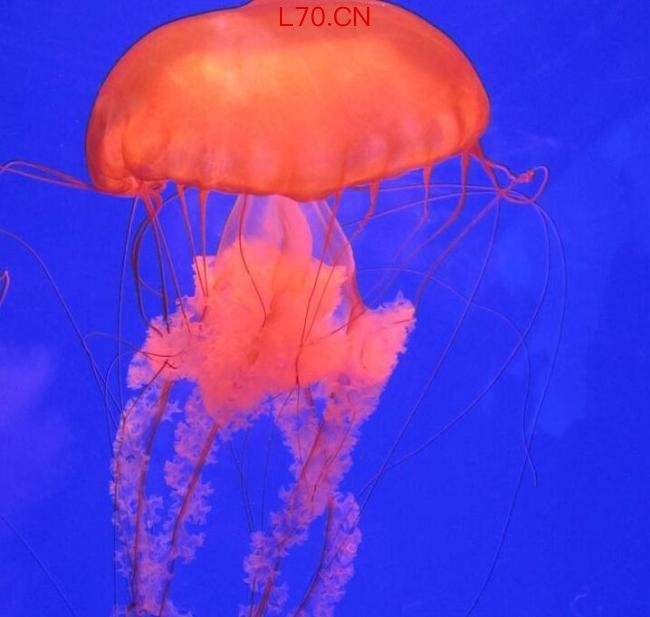 深圳海边的“粉色精灵”究竟是谁